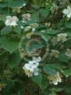 Philadelphus coronarius