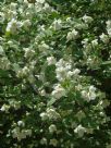 Philadelphus coronarius