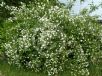 Philadelphus coronarius