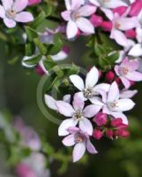 Philotheca buxifolia buxifolia