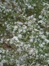 Philotheca verrucosa