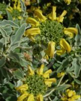 Phlomis fruticosa