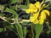 Phlomis fruticosa