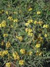 Phlomis fruticosa