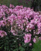 Phlox paniculata