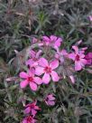 Phlox subulata