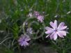 Phlox subulata