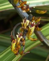 Phormium cookianum hookeri Tricolor