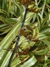 Phormium cookianum hookeri Tricolor