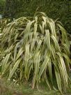 Phormium cookianum hookeri Tricolor