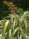 Phormium cookianum hookeri Tricolor