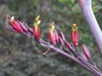 Phormium tenax