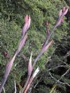 Phormium tenax