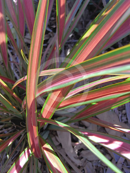 Phormium Maori Maiden View Large