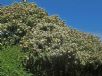 Photinia fraseri Robusta