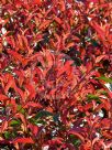 Photinia glabra Rubens