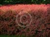 Photinia glabra Rubens