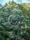 Photinia serratifolia