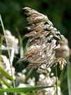 Phragmites australis