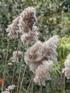 Phragmites australis