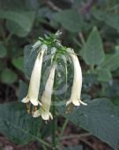 Phygelius rectus Moonraker
