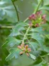 Phyllocladus trichomanoides