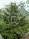 Phyllocladus trichomanoides