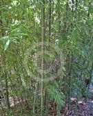 Phyllostachys bambusoides