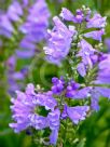 Physostegia virginiana