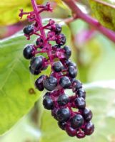 Phytolacca americana