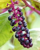 Phytolacca americana