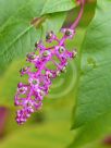 Phytolacca americana