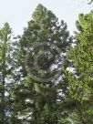 Picea engelmannii