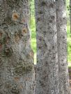 Picea engelmannii