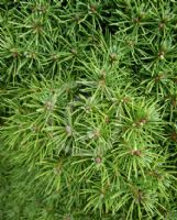 Picea glauca albertiana Conica