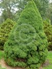 Picea glauca albertiana Conica