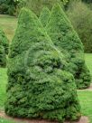 Picea glauca albertiana Conica