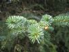 Picea glauca