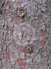 Picea sitchensis