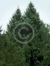 Picea sitchensis