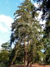 Picea sitchensis