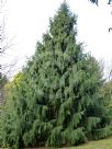 Picea smithiana