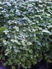 Pilea nummulariifolia