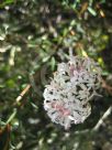 Pimelea linifolia