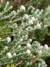 Pimelea nivea