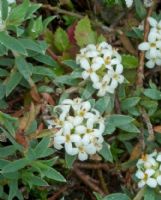 Pimelea prostrata