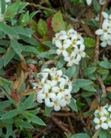 Pimelea prostrata