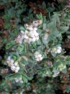 Pimelea prostrata