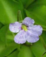 Pinguicula