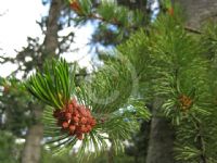 Pinus aristata